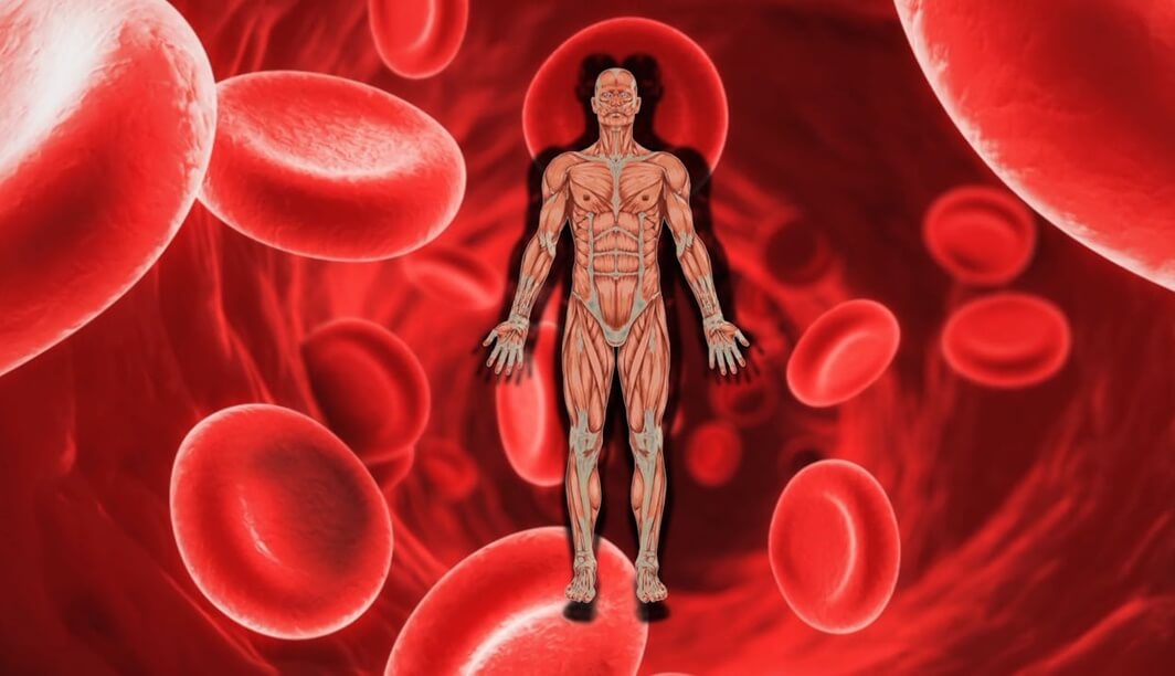 what are secondary functions of iron within the human body multiple select question