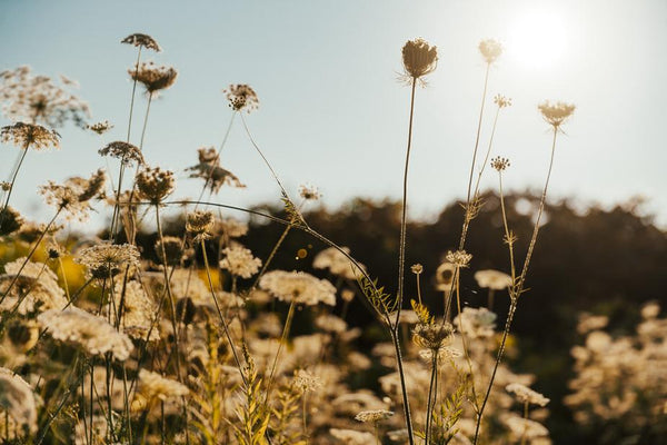 The Benefits of Fresh Air