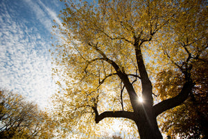 Rickets and Vitamin D