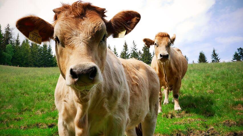 Is bovine collagen halal?